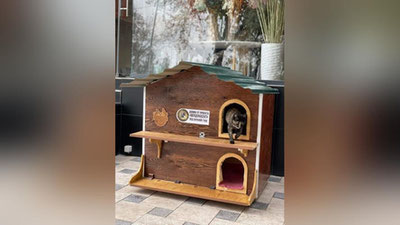 Изрображение 'ГУВД выразило обеспокоенность случаями намеренного наезда водителей на кошек и собак'