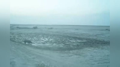 Изрображение 'Редчайшее животное попало на фотоловушку в парке "Южный Устюрт" (видео)'