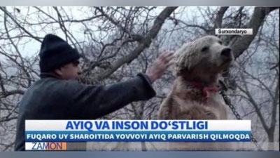 'Sariosiyo tumanidagi xonadonlardan birida ayiq bolasi boqilgan (video)'ning rasmi