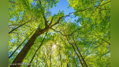 'Yoshi 100 dan oshgan daraxtlar xatlovdan o`tkaziladi'ning rasmi