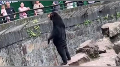Изрображение 'Медведи в китайском зоопарке оказались настоящими (видео)'