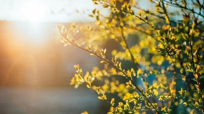 'Ertaga O`zbekistonda qanday ob-havo kuzatiladi?'ning rasmi