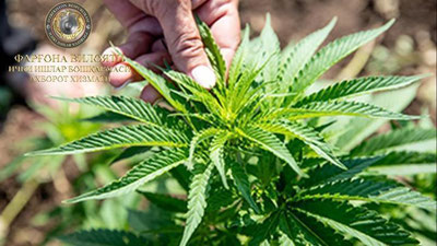 'Quvasoyda olma bog`ida “kannabis”ni parvarish qilib kelayotgan shaxs aniqlandi'ning rasmi