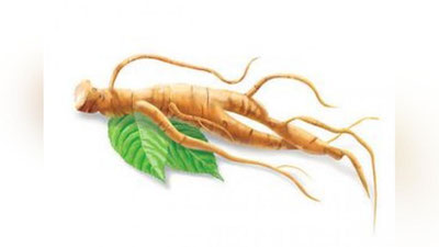 ' ЙЎТАЛ ВА ТУМОВДА ЖЕНЬШЕНЬ 'ning rasmi