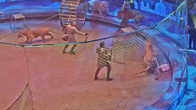 'Hayvon o`rgatuvchi yirtqichlarni tinchlantirish uchun o`q uzdi (Video)'ning rasmi