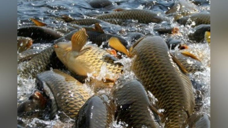 'O`zbekiston tabiiy suv havzalarida baliq ovlash qoidalari ishlab chiqildi'ning rasmi