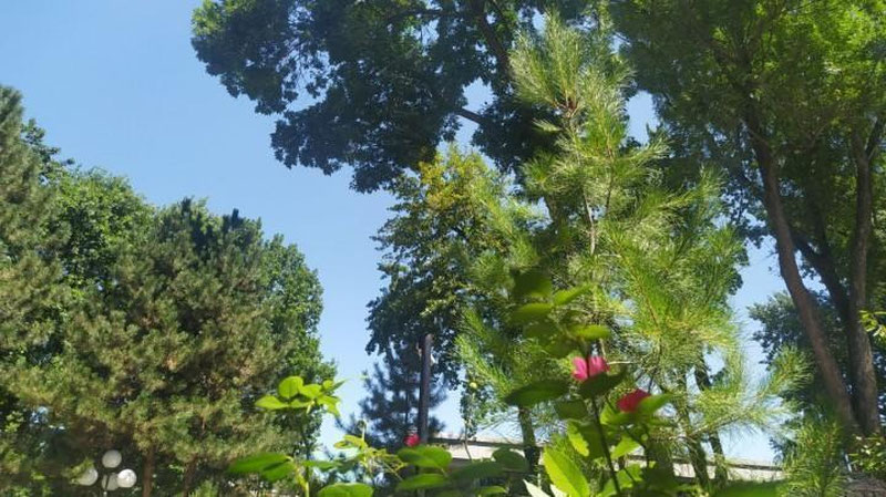 Изрображение 'В Ташкенте сегодня воздух прогреется до +37'