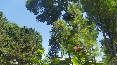 Изрображение 'В Ташкенте сегодня воздух прогреется до +37'