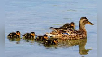 'O`zbekistonda fuqarolarga o`rdak boqish uchun kredit ajratiladi'ning rasmi