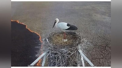 'Laylak yong`inga qaramay inini tark etmadi (Video) 'ning rasmi