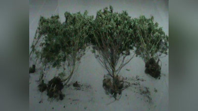 'OG`U ATROFIDA BIRLAShGAN ZANJIR'ning rasmi