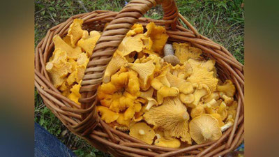 '​Фойдали, тўйимли ва заҳарли замбуруғлар'ning rasmi