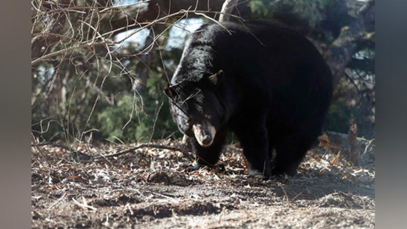 'Ayiqqa o`q uzgan ovchi jazosini oldi'ning rasmi