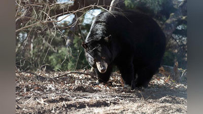 'Ayiqqa o`q uzgan ovchi jazosini oldi'ning rasmi