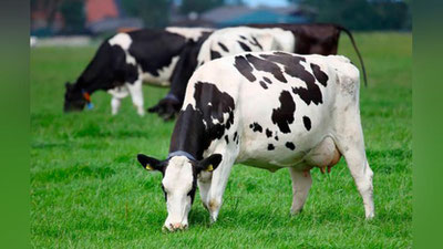 'Сигир Ер юзидаги энг йирик жонзотга айланиши мумкин'ning rasmi