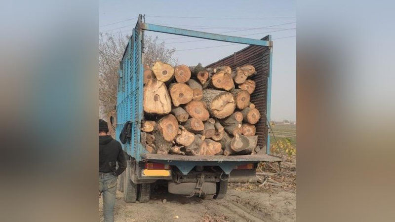 Изрображение 'Под Самаркандом вырубили деревья, высаженные в качестве зеленого пояса 50 лет назад'