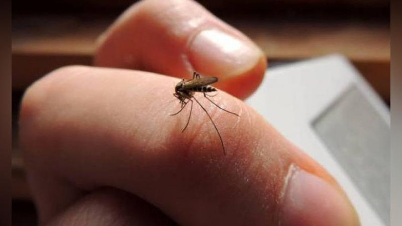 'Chivinlar koronavirus tashuvchilari bo`lishi mumkinmi?'ning rasmi
