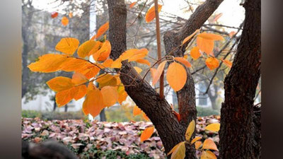 'Bugun O`zbekistonda ob-havo qanday bo`lishi e`lon qilindi'ning rasmi