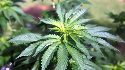 Изрображение 'Жителя Джизакской области задержали во время обмена марихуаны на мясо'