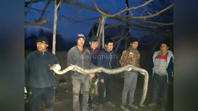 Изрображение 'В ОШСКОЙ ОБЛАСТИ НА ГРАНИЦЕ С УЗБЕКИСТАНОМ НАШЛИ 3-МЕТРОВОГО ПИТОНА (ВИДЕО)'