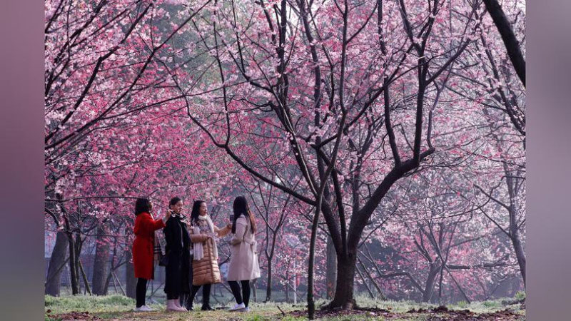 'Tokioda sakura daraxti gulladi (foto)'ning rasmi