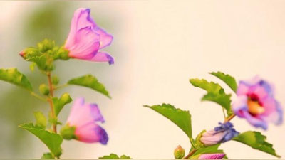 'Shavkat Mirziyoev xalqimizni muborak Ramazon oyi bilan tabrikladi (video)'ning rasmi