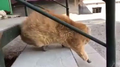 Изрображение 'В Новосибирске коту установили протезы вместо отмороженных лап (видео)'