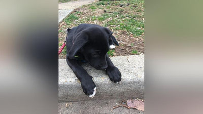 'Жоанна Роулинг қизчанинг отасини кучукча олиб беришга кўндирди (фото)'ning rasmi