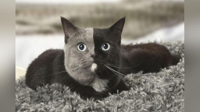 '“Ikki yuzli” mushukcha dunyoning eng go`zal mushugiga aylandi'ning rasmi