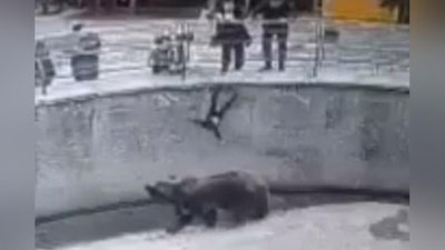 '"Зоопарк"да 3 ёшли қизини айиқлар вольерига ташлаб юборган она иши юзасидан тергов олиб борилмоқда. Маълум бўлишича...'ning rasmi