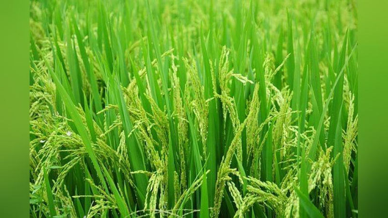 Жас қыздар онлайн порно