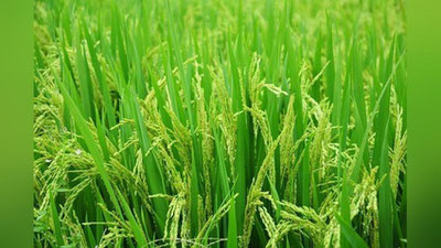 'O`zbekistonda sholi etishtirish uchun sotib olingan uskunalarning 20 foizi qoplab berilishi ma`lum qilindi'ning rasmi