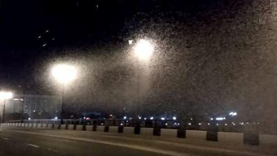 'Belorusiyaga tungi kapalaklar hujum qildi (Video)'ning rasmi