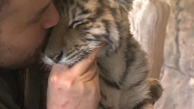 'Maltada dunyoga kelgan kamyob yo`lbars bolasi Istanbulga olib kelindi 'ning rasmi