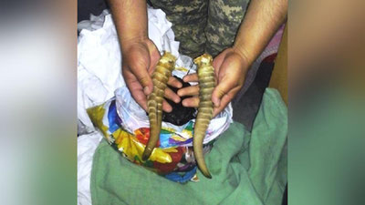 'МЎМАЙ ДАРОМАДГА АЙЛАНГАН САЙҒОҚ ШОХЛАРИ'ning rasmi