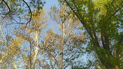 Изрображение 'В Узбекистане воздух прогреется до +34: погода на 24 апреля'