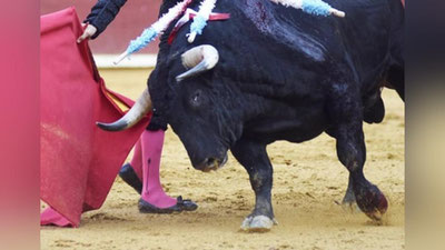 'Meksikada bahaybat buqa matador ayolni sal qolsa o`ldirib qo`yayozdi 'ning rasmi
