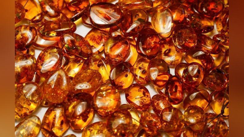 'Тарихда илк бор ёши 100 миллион йилга тенг денгиз жонзоти топилди'ning rasmi