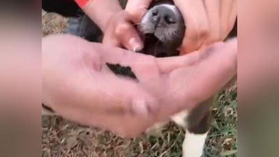 Изрображение 'В Намангане парень заставил щенка проглотить насвай: зоозащитники обратились к МВД'