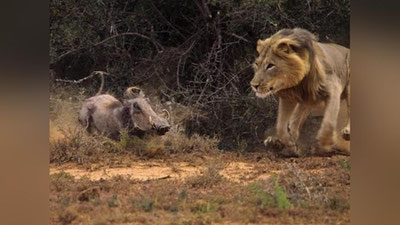 'Epchil to`ng`iz ettita arslonni dog`da qoldirdi (Video)'ning rasmi