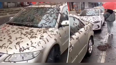 'Xitoyda qurtlar yomg`iri yog`di (video)'ning rasmi