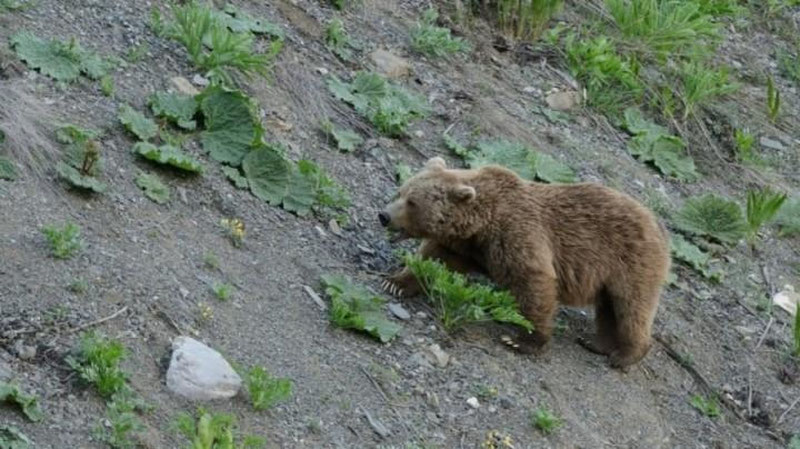 'Parkentdagi qishloqqa kelib qolgan ayiq ikki qo`yni olib ketdi'ning rasmi