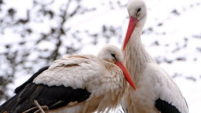 'Oq laylak O`zbekiston Qizil kitobidan chiqarilishi mumkin'ning rasmi