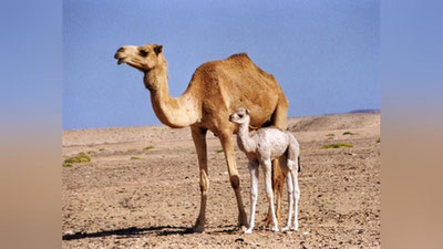 'Бўстонлиқлик ишбилармон тоғда туя боқиш сирини очди (фото)'ning rasmi