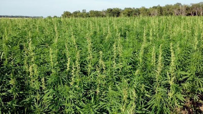 'Afg`onistonda nasha etishtirish taqiqlandi'ning rasmi