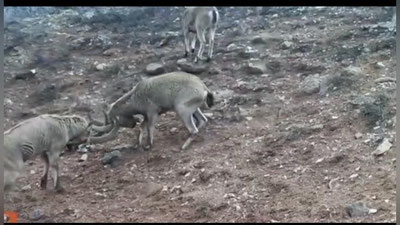'"Hisor" davlat qo`riqxonasiga o`rnatilgan videoqopqonga qo`ng`ir ayiq va Sibir tog` echkisi muhrlandi (video)'ning rasmi