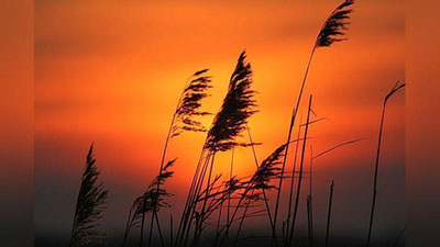 Изрображение 'МИД предупредил узбекистанцев, выезжающих в Казахстан'