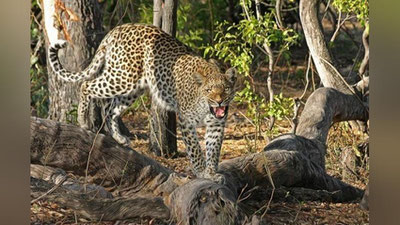 'Ҳиндистонда леопард одамларга ҳужум қилди (Видео)'ning rasmi