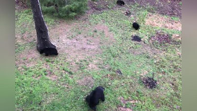 'Америкалик аёлнинг уйига 5 нафар айиқ “меҳмонга келди”'ning rasmi