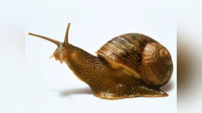 'Buyuk Britaniyada shilliqqurtlar poygasi bo`lib o`tdi (Video)'ning rasmi